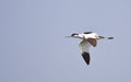 Pied Avocet in Flight Royalty Free Stock Photo