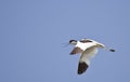 Pied Avocet in Flight Royalty Free Stock Photo