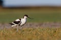 The pied avocet on the ground