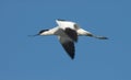 Pied Avocet, Kluut, Recurvirostra avosetta Royalty Free Stock Photo