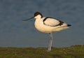 Pied Avocet, Kluut, Recurvirostra avosetta Royalty Free Stock Photo