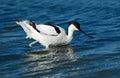 Pied Avocet, Kluut, Recurvirostra avosetta Royalty Free Stock Photo