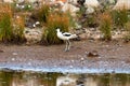 Pied avocet laterally on the water