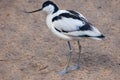 Pied avocet Recurvirosta avocetta in the Moscow Zoo