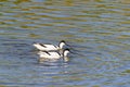 Pied Avocet Recurvirostra avosetta pair Royalty Free Stock Photo