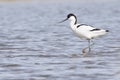 Pied avocet ( Recurvirostra avosetta )