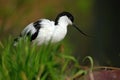 Pied Avocet, Recurvirostra avosetta, black and white in the green grass, bird in the nature habitat, France Royalty Free Stock Photo