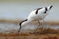 Pied Avocet, Recurvirostra avosetta, black and white in the green grass, drinking water, bird in the nature habitat, Hungary Royalty Free Stock Photo