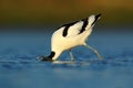 Pied Avocet, Recurvirostra avosetta, black and white in the green grass, France Royalty Free Stock Photo