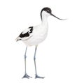 Pied avocet, Recurvirostra avosetta, black and white wader, stilt family, isolated on white