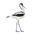 Pied avocet, Recurvirostra avosetta,  black and white wader, stilt family Royalty Free Stock Photo