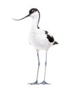 Pied avocet, Recurvirostra avosetta, black and white wader, stilt family