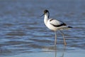 Pied avocet (Recurvirostra avosetta) captured close up in the blue water in the Netherlands Royalty Free Stock Photo