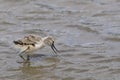 Pied Avocet, Recurvirostra avosetta, chick wading in water Royalty Free Stock Photo