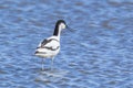 Pied Avocet, Recurvirostra avosetta, foraging Royalty Free Stock Photo