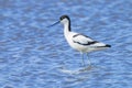 Pied Avocet, Recurvirostra avosetta, foraging Royalty Free Stock Photo