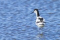 Pied Avocet, Recurvirostra avosetta, foraging Royalty Free Stock Photo