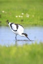 Pied Avocet, Recurvirostra avosetta, foraging Royalty Free Stock Photo