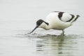 Pied Avocet, Recurvirostra avosetta, foraging Royalty Free Stock Photo