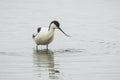 Pied Avocet, Recurvirostra avosetta, foraging Royalty Free Stock Photo