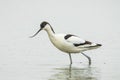 Pied Avocet, Recurvirostra avosetta, foraging Royalty Free Stock Photo