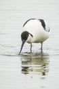 Pied Avocet, Recurvirostra avosetta, foraging Royalty Free Stock Photo