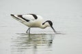 Pied Avocet, Recurvirostra avosetta, foraging Royalty Free Stock Photo