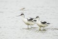 Pied Avocet, Recurvirostra avosetta, foraging Royalty Free Stock Photo