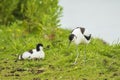 Pied Avocet, Recurvirostra avosetta, foraging Royalty Free Stock Photo