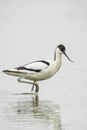 Pied Avocet, Recurvirostra avosetta, foraging Royalty Free Stock Photo