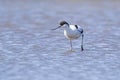 Pied Avocet Recurvirostra avosetta foraging Royalty Free Stock Photo