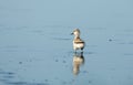 Pied avocet ( Recurvirostra avosetta ) Royalty Free Stock Photo