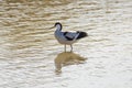 Pied avocet, Recurvirostra avosetta, in the marshes of Donana National Park of Andalusia Spain in Europe Royalty Free Stock Photo