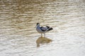 Pied avocet, Recurvirostra avosetta, in the marshes of Donana National Park of Andalusia Spain in Europe Royalty Free Stock Photo