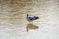 Pied avocet, Recurvirostra avosetta, in the marshes of Donana National Park of Andalusia Spain in Europe Royalty Free Stock Photo