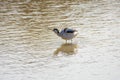 Pied avocet, Recurvirostra avosetta, in the marshes of Donana National Park of Andalusia Spain in Europe Royalty Free Stock Photo