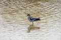 Pied avocet, Recurvirostra avosetta, in the marshes of Donana National Park of Andalusia Spain in Europe Royalty Free Stock Photo