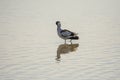 Pied avocet, Recurvirostra avosetta, in the marshes of Donana National Park of Andalusia Spain in Europe Royalty Free Stock Photo