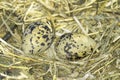 Pied Avocet (Recurvirostra avosetta) nest with eggs Royalty Free Stock Photo