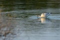 Pied avocet in shallow swirling water