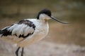 Pied avocet