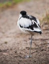 Pied avocet: sleeping wader Royalty Free Stock Photo