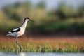 Pied avocet walk Royalty Free Stock Photo