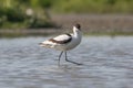 Pied avocet walking