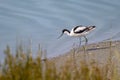 A Pied Avocet walking near water sunny day