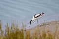 A Pied Avocet walking near water sunny day