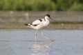 Pied avocet walking