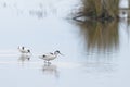 A Pied Avocet walking in shallow water