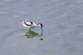 A Pied Avocet walking in shallow water