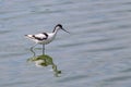 A Pied Avocet walking in shallow water